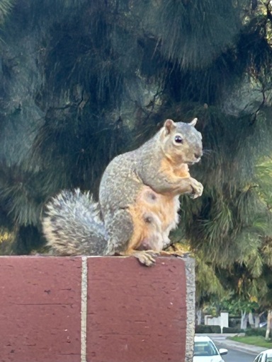 A red squirrel sitting upright on top of a brick pillar. The squirrels nipples are enlarged, presumably it is a female with nursing kits. 