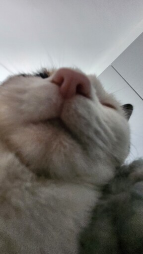 cat rule
