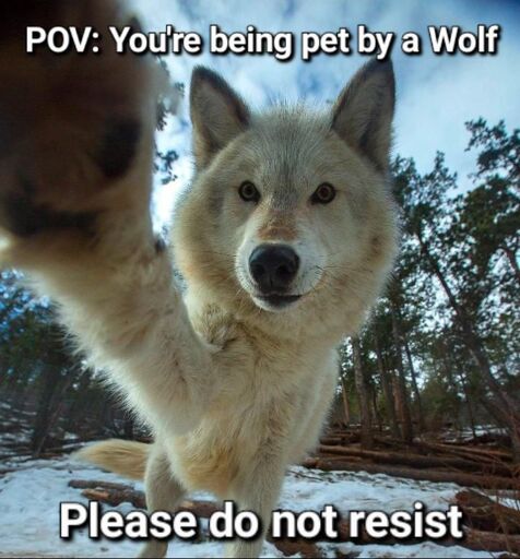 POV: You’re being pet by a Wolf. Please do not resist